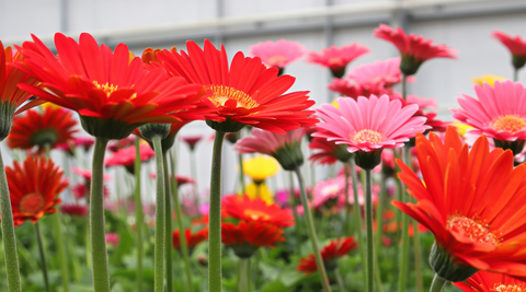 close up of red and pink gerberas with green stems growing in a field against