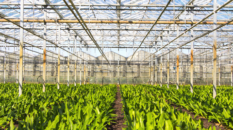 image of flowers in rows under a glass ceiling at the Flower Farm