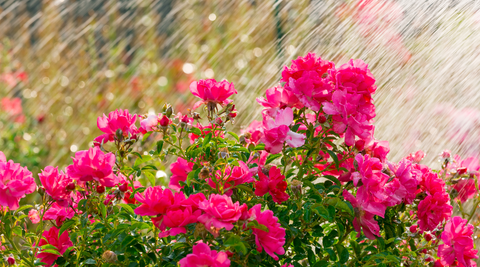 image of pink blooms with water spraying on them