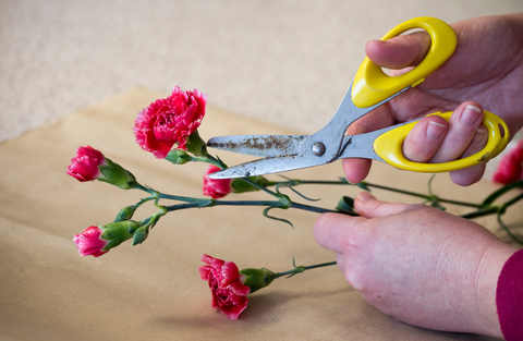 cutting fresh flowers for how to care for cut flowers