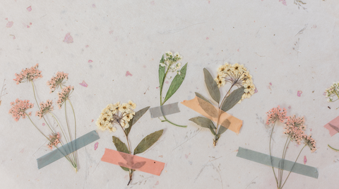row of five pressed flowers held down by green and peach tape on a light speckled background for how to preserve flowers