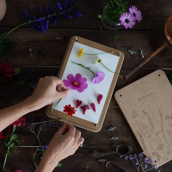 someone pressing purple gerberas and red gerberas and white and yellow daisies as the best flowers for flower pressing on a white piece of paper with the sow n sow flower press