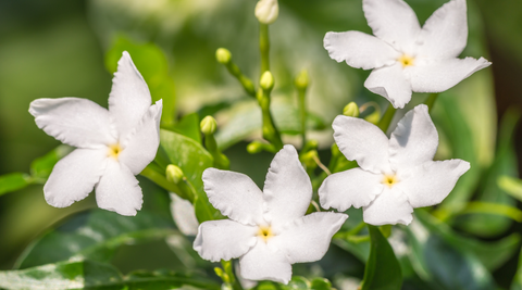4 white jasmine flowers with a small yellow centre against a background of green foliage