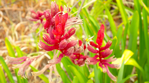 image of a small cluster of red kangaroo paws on the background of white and yellow grass for best australian natives for cut flowers