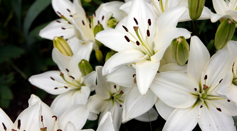 close up of a bunch of white lillies with a bit of green peeking around the back showcasing the best birthday flowers