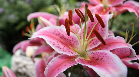 close up image of a pink lily with yellow stamens with more pink lilies for bouquets growing in the background