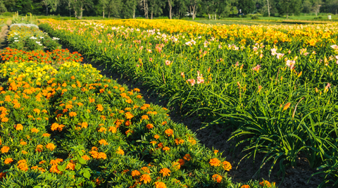 rows of local flowers featuring orange chrysanthemums growing on a local flower farm ready to be arranged by a local florist