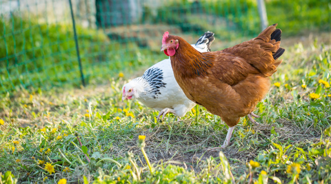 image of brown chicken and white chicken pecking in the grass to promote biodiversity