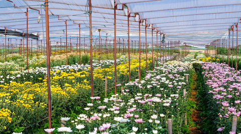 rows of locally grown flowers with white, yellow and pink rows of flowers