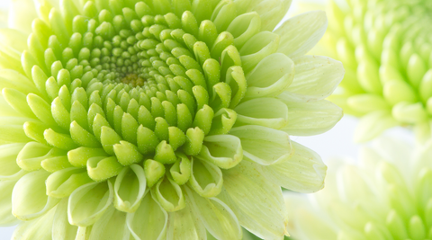 close up of one single green chrysanthemum for meaning of colours in flowers 