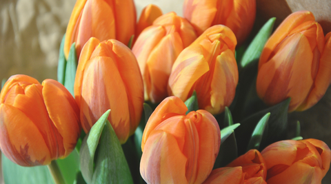 close up of cluster of orange tulips for meaning of colours in flowers