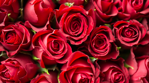 close of of bright red roses cluster for meaning of colours in flowers 