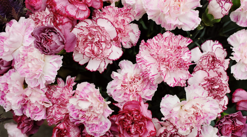 close of up pink chrysanthemums for meaning of pink flowers