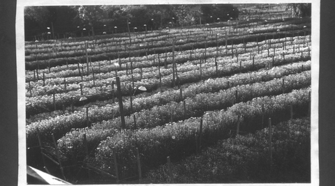 black and white image of the original flower farm field's of carnations when it was one of the original micro flower farm
