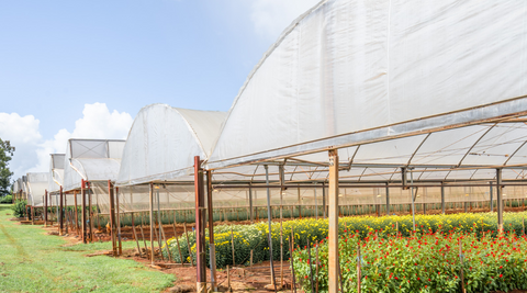 row of large garden shade with rows of microfarm flowers growing underneath
