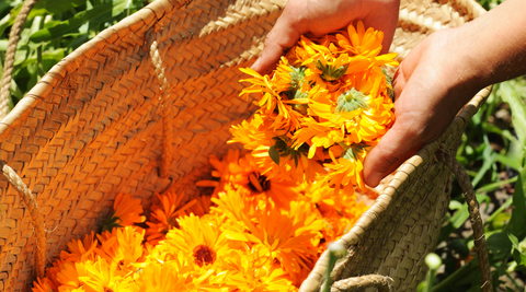 orange flower blossoms picked from microfarms in a woven basket