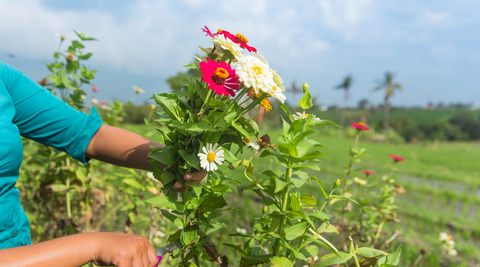 woman in blue shirt cutting flowers fresh from the microfarms