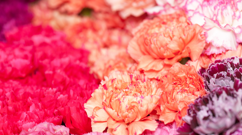 close up of bunch of carnations in hot pink, peach, pink and purple for mothers day australia flower