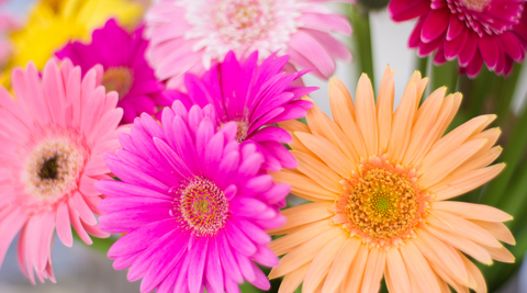 close up image of gerberas in pink, hot pink, orange, pastel pink, yellow and red for mothers day australia flower