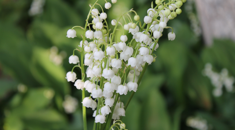 close up of white lily of the vally on its green stems growing for mothers day flowers