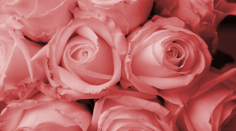 close up of a bunch of pink roses with delicate petals for mothers day flowers