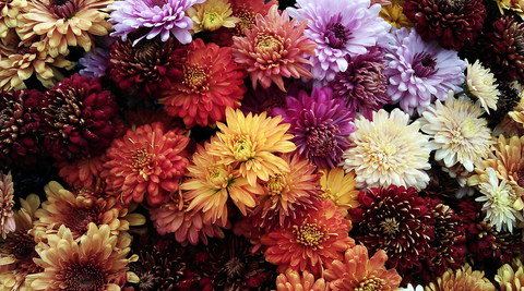 a large array of multicoloured chrysanthemums