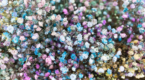 image of pink, white, blue and yellow carnations for new baby flowers