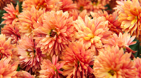 close up image of orange dahlias with a bit of blackground showing