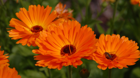 close up of three bright orange gerberas with greenery