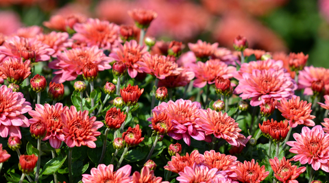 a field of pink and red chrysanthemums with green leaves