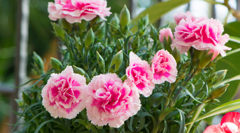 close up of pink carnations against a background of green stems grown by a Brisbane florist