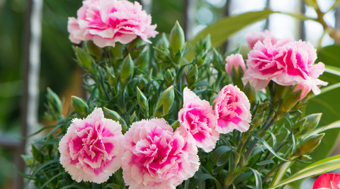 image of pink carnations growing with greenery