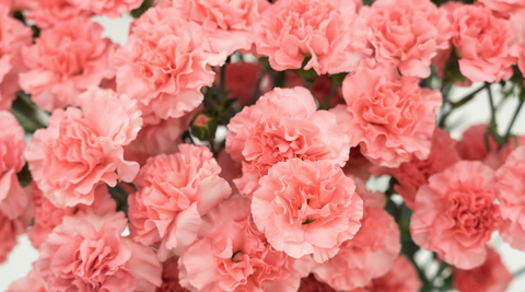 close up images of pink carnations for flower meanings of carnations