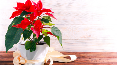 bright red and green poinsettia in a white vase on a brown timber table against a white wall