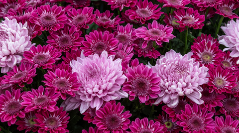 close up of a bunch of purple chrysanthemums with a few lavender mums in the mix