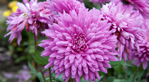 close up of beautiful purple chrysanthemums in a cluster of three with green stems