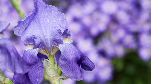 close up of purple irises with green stem