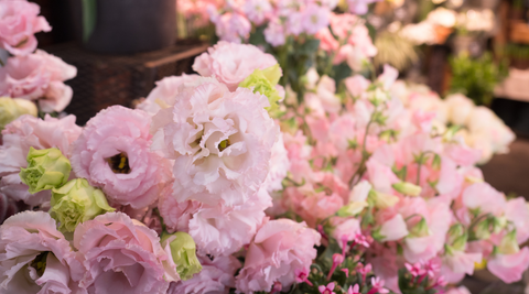 close up of pale pink lisianthus blooms grown by a Redlands florist