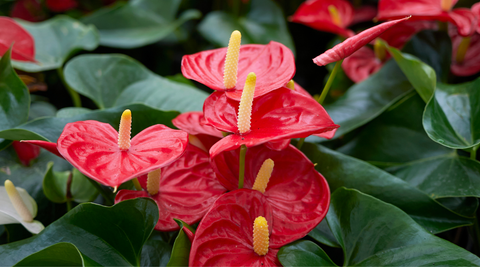 close up image of heart shaped bright red anthuriums against the dark green leaves grown by Redlands florist