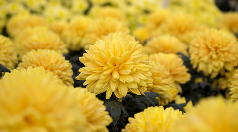 close up of a bunch of yellow chrysanthemums grown by Redlands florist the Flower Farm