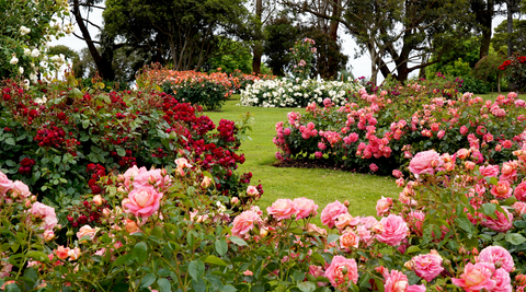 roses growing prolifically in an australian garden with a green lush lawn dotted between and trees in the background