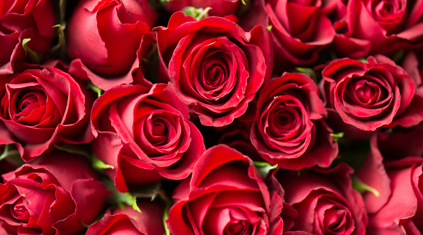 Image of red roses for when to send flowers Brisbane for valentines day