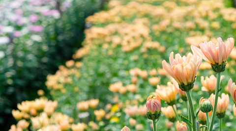 close up of just blooming peach and pink gerberas growing in the flower farm fields for valentine's day flowers