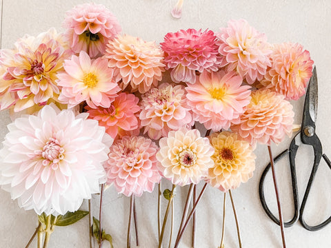Dahlias for Valentines Day in a range of white, peaches and pinks