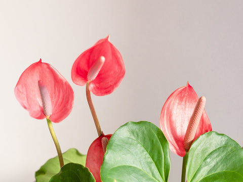Valentines Day flowers - Anthuriums