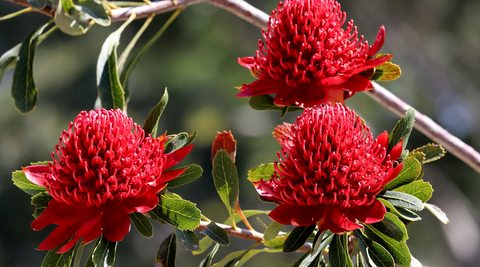 image of a trio of bright red waratahs on a tree with a blurry background 