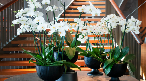 four round black vases with bright white orchids set against a wooden open staircase leading up for what are the best flowers for sympathy