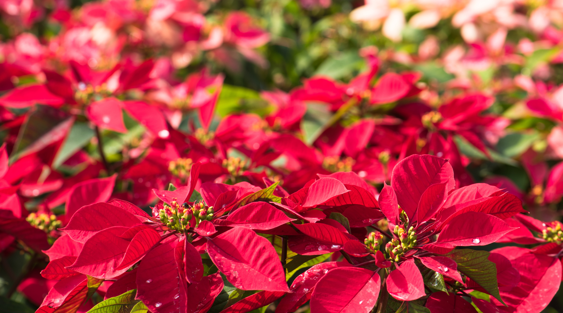 Image of red poinsettias for when to send flowers brisbane at Christmas