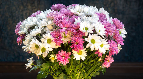 close up of sympathy flowers arrangement of white daisies and pink chrysanthemums with green stems against blue flowered wallpaper background