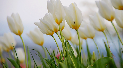 close up of white tulips growing in a field